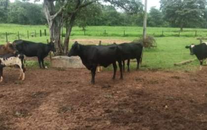 Gados são recuperados pela PM após furto em fazenda