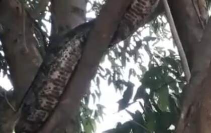 Vídeo mostra jiboias em área urbana de Andradina