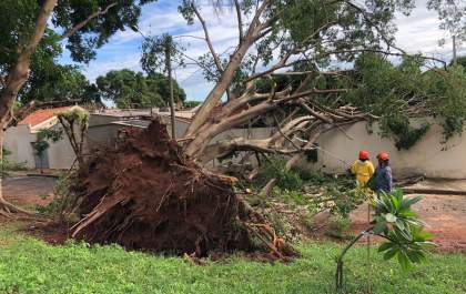 Bombeiros removem árvore que caiu sobre casa durante chuva em Araçatuba