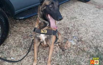 Cão farejador do Baep ajuda a encontrar droga no São José