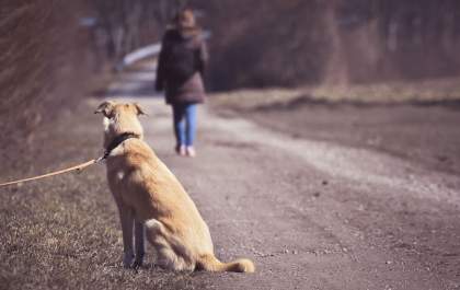 Abandono de pets aumenta no período de férias