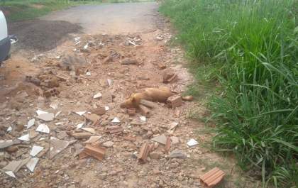 Cão é sacrificado após ser encontrado com as pernas mutiladas