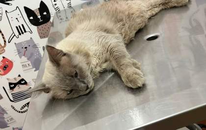 Apaar faz mobilização para ajudar gatinho em situação crítica