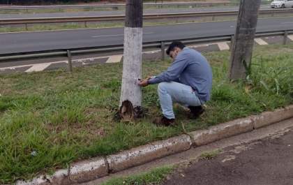 Árvores da área urbana de Araçatuba são cadastradas