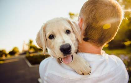 Descubra qual pet combina mais com seu signo