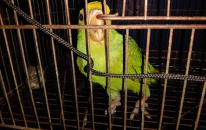 Maritaca ferida em linha de pipa é levada para atendimento veterinário