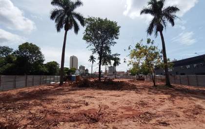 Infestação de cupins condena árvores da praça Dr. Jaime de Oliveira
