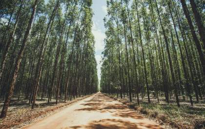Suzano está com três vagas abertas em Ribas do Rio Pardo (MS)