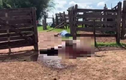 Dona de fazenda denuncia furto de vaca em Três Lagoas