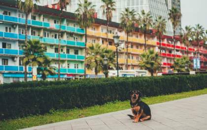 Estado de SP mapeia destinos pet friendly