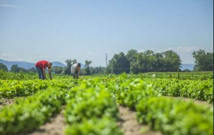 O que você precisa saber sobre o seguro agrícola? Descubra!