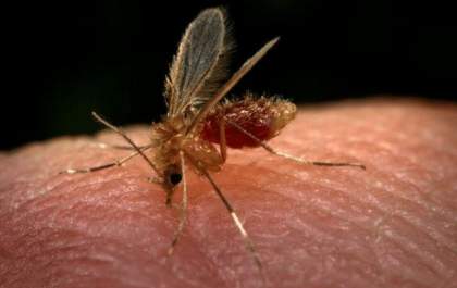 Prefeitura confirma primeiro caso de leishmaniose em humanos no ano em Araçatuba