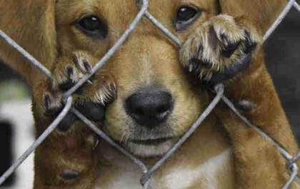 Denuncia leva polícia para mais um maus-tratos a animais em Andradina