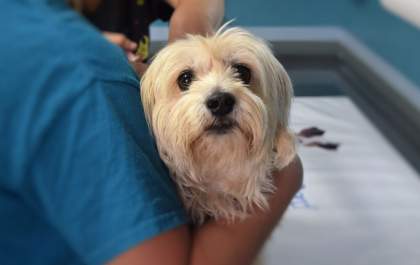 Com aumento da expectativa de vida em pets, casos de câncer se tornaram mais frequentes