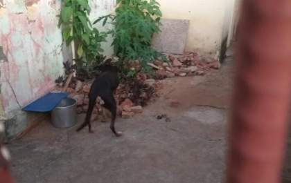 Polícia verifica maus tratos a cachorras em casa no Passarelli