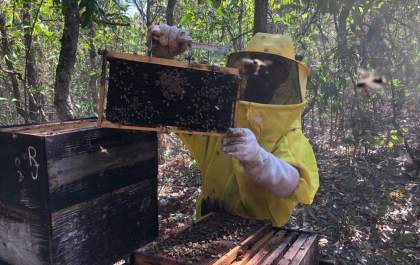 Apicultores do Programa Colmeias fecham 2021 com 32% de aumento da produção de mel em MS