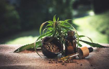 O uso da cannabis pode influenciar na capacidade de inteligência dos seres humanos