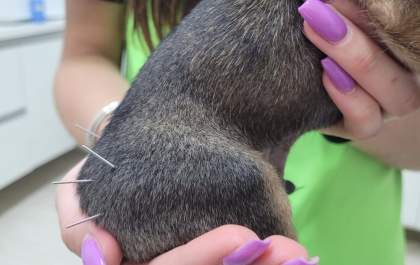 Liga de Estudos de Medicina Integrativa promove palestra sobre acupuntura veterinária