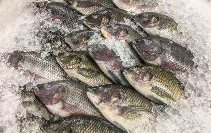 Noroeste Paulista se destaca na Aquicultura Nacional