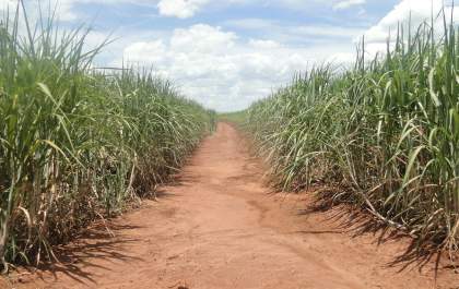 Bactéria especial ajuda a controlar nematoides na cana