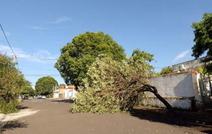 Chuva volta a danificar árvores e deixa bairros sem energia em Araçatuba