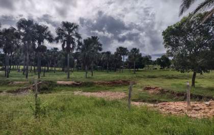 Duas fazendas vão a leilão em Mato Grosso do Sul