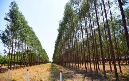 Senar/MS está com inscrições abertas para o Curso Técnico em Floresta