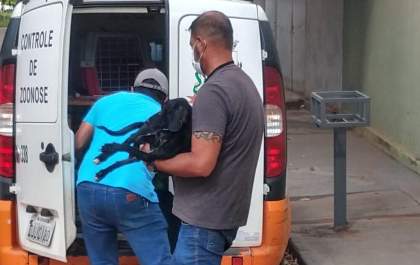PM Ambiental resgata cães abandonados em residência em Birigui