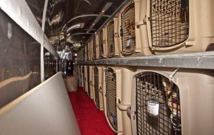 Atenção ao viajar de avião com um pet