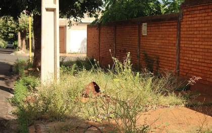 Andradina, uma cidade tomada pelo mato