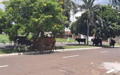 Animais soltos no bairro Pinheiros preocupa moradores