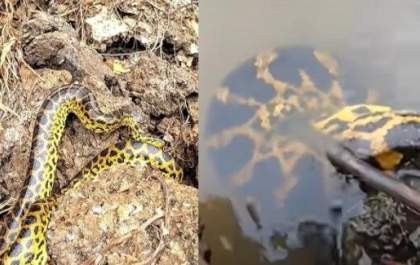 Pescador fica cara a cara com duas sucuris no rio Paraguai; veja vídeo