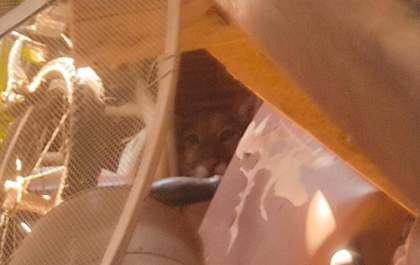 Onça invade casa e se esconde em sofás em Bataguassu