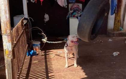 Polícia Civil prende tutor de Pitbull por maus-tratos