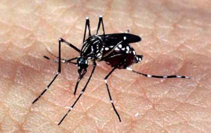 Sorotipos 1 e 2 da dengue circulam em Araçatuba