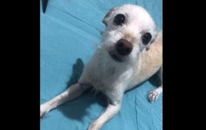 Dona oferece R$ 500,00 de recompensa por cachorra desaparecida