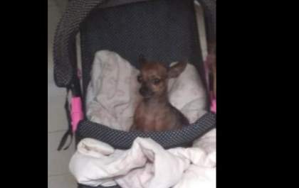 Família procura por cachorrinha da raça pinscher desaparecida na Vila Nova