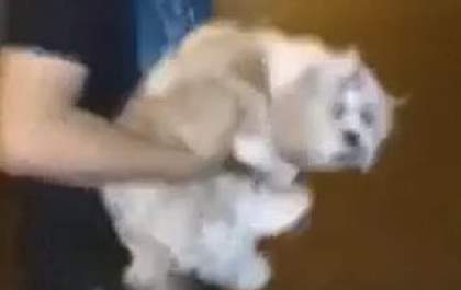 Pet shop de Birigui é condenado a indenizar tutor por esquecimento de cachorra