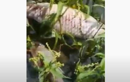 PM Ambiental fiscaliza mortandade de peixes no Tietê