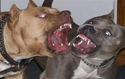 Polícia investiga maus-tratos a cães Pitbull em Araçatuba