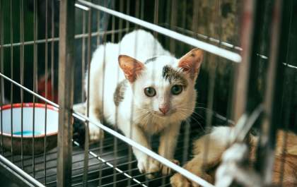 Saiba como ajudar um pet envenenado
