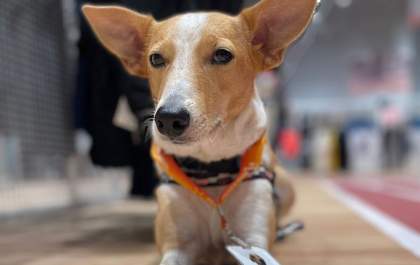 Shopping adota cachorrinha que vira atração em Araçatuba