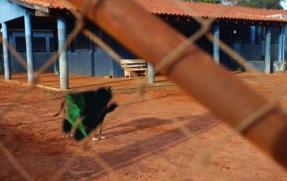 Cachorro Boxer do canil municipal surta e ataca funcionários em Castilho