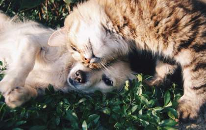 Março Amarelo Pet: como prevenir doença renal em cães e gatos