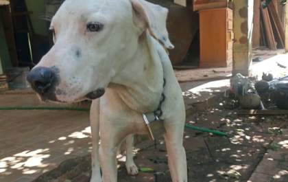 Homem é preso após PM encontrar 21 cães em situação de maus-tratos
