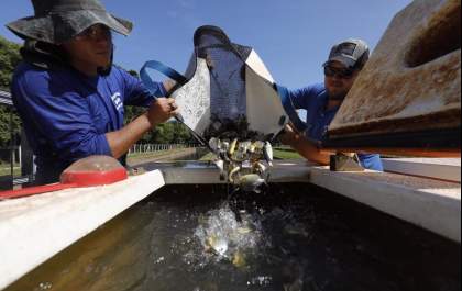 600 mil peixes são soltos no rio Paraná