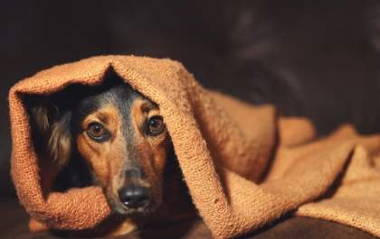Pet tremendo pode ser sinal de doença