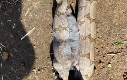 Cobra é flagrada comendo pomba em Araçatuba