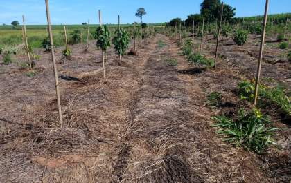 Siran apresenta 1ª ação de iniciativa pioneira de recuperação ambiental em APP