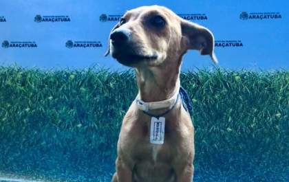 Araçatuba pretende fazer campanha para castração de cães e gatos